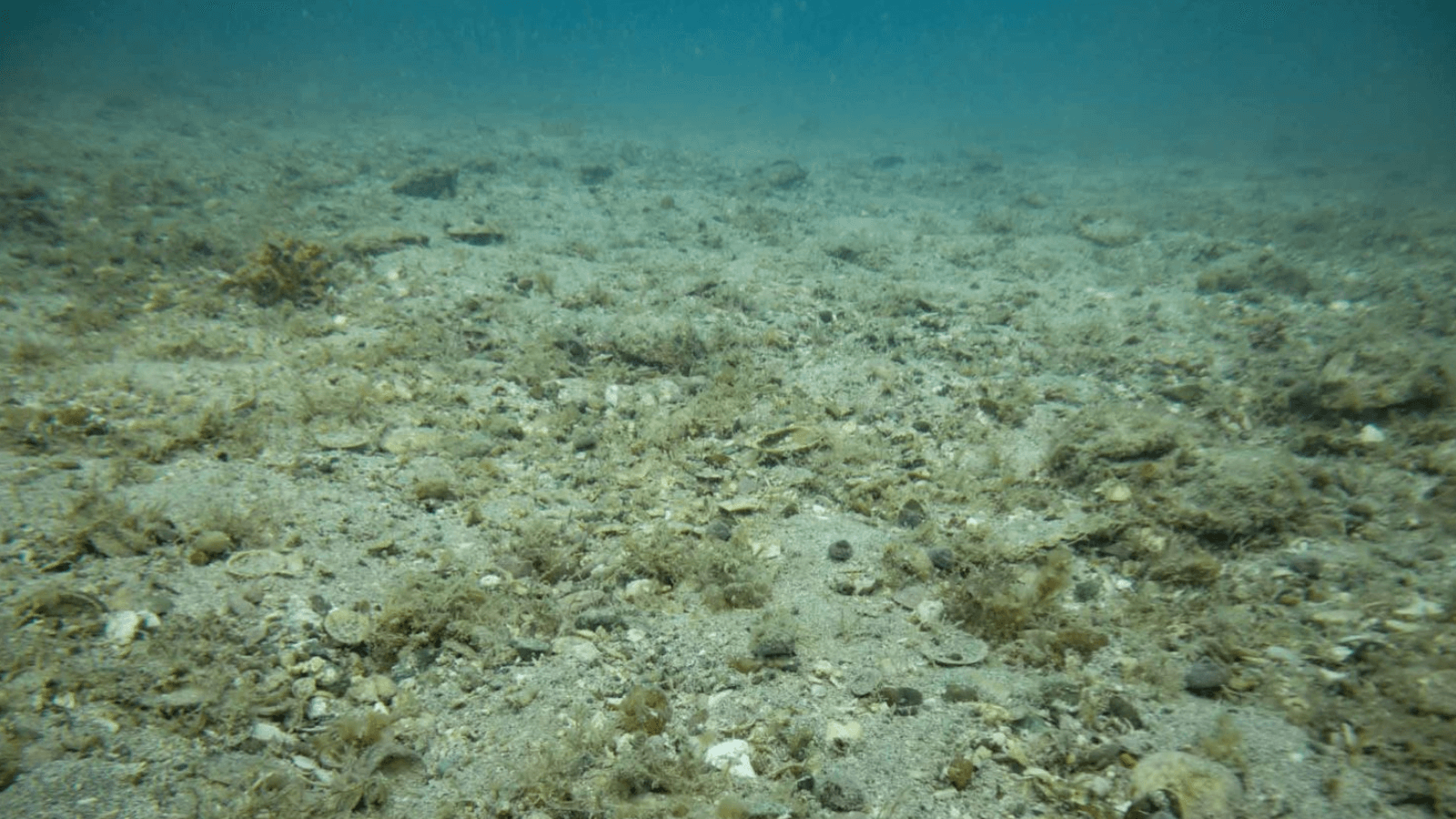 Scallops / tipa nz